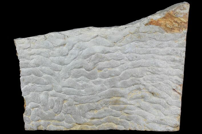 Pennsylvanian, Fossil Microbial Mat - Oklahoma #77901